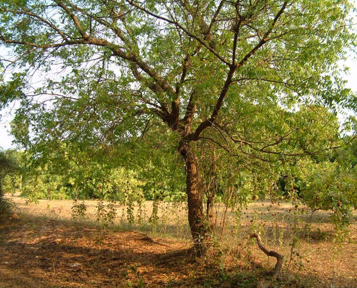 

   The neem tree   
 
